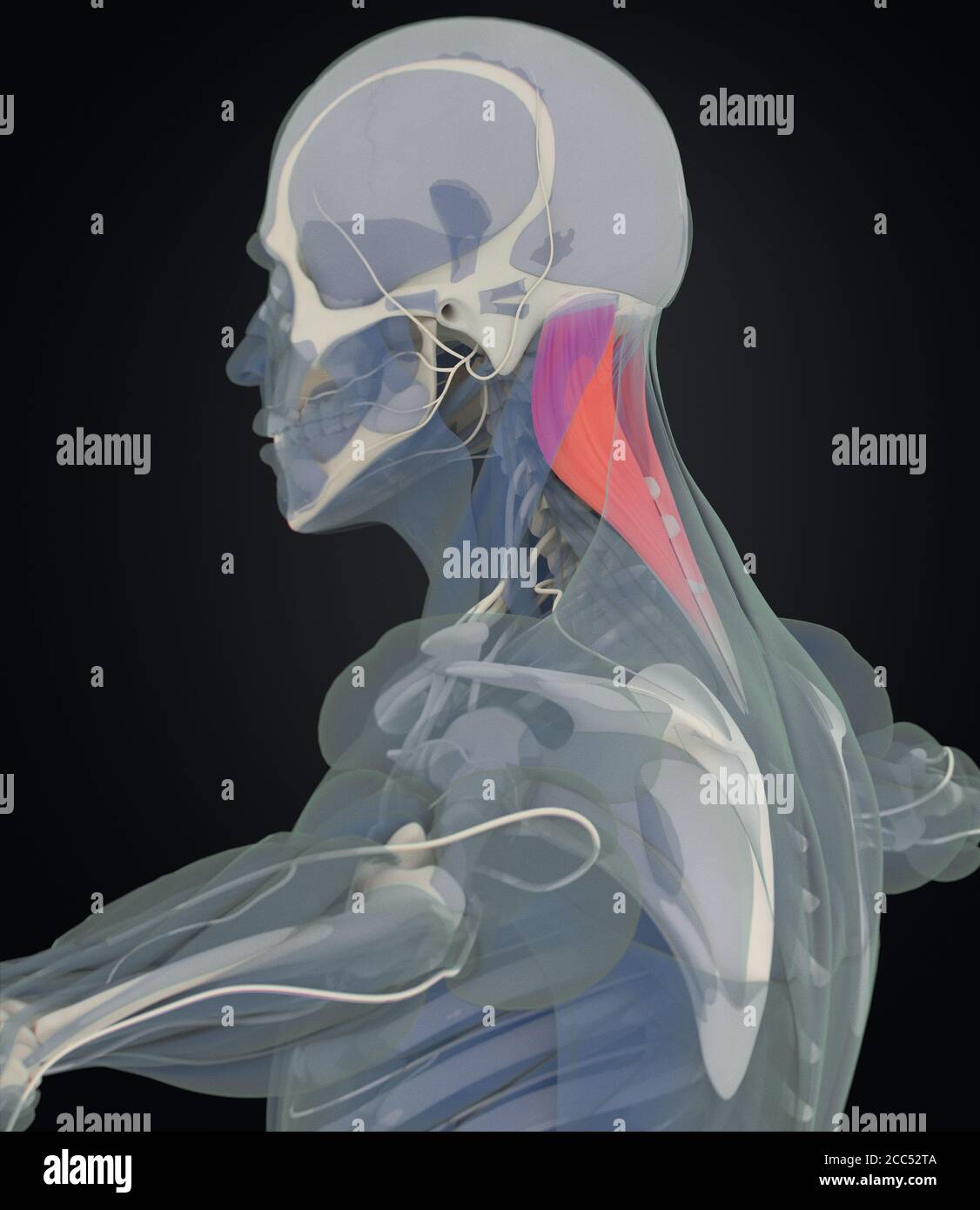 Splenius capitis, Nackenmuskulatur, Stress, menschliche Anatomie. 3D-Illustration Stockfoto