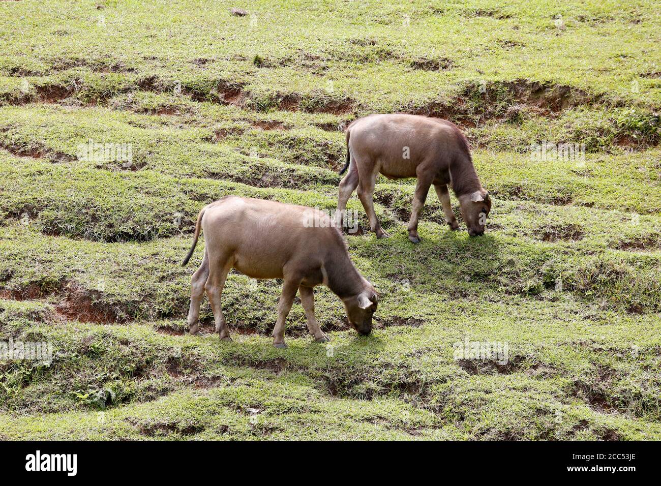 Wildkühe in Qingtiangang, Taipei, Taiwan. Stockfoto