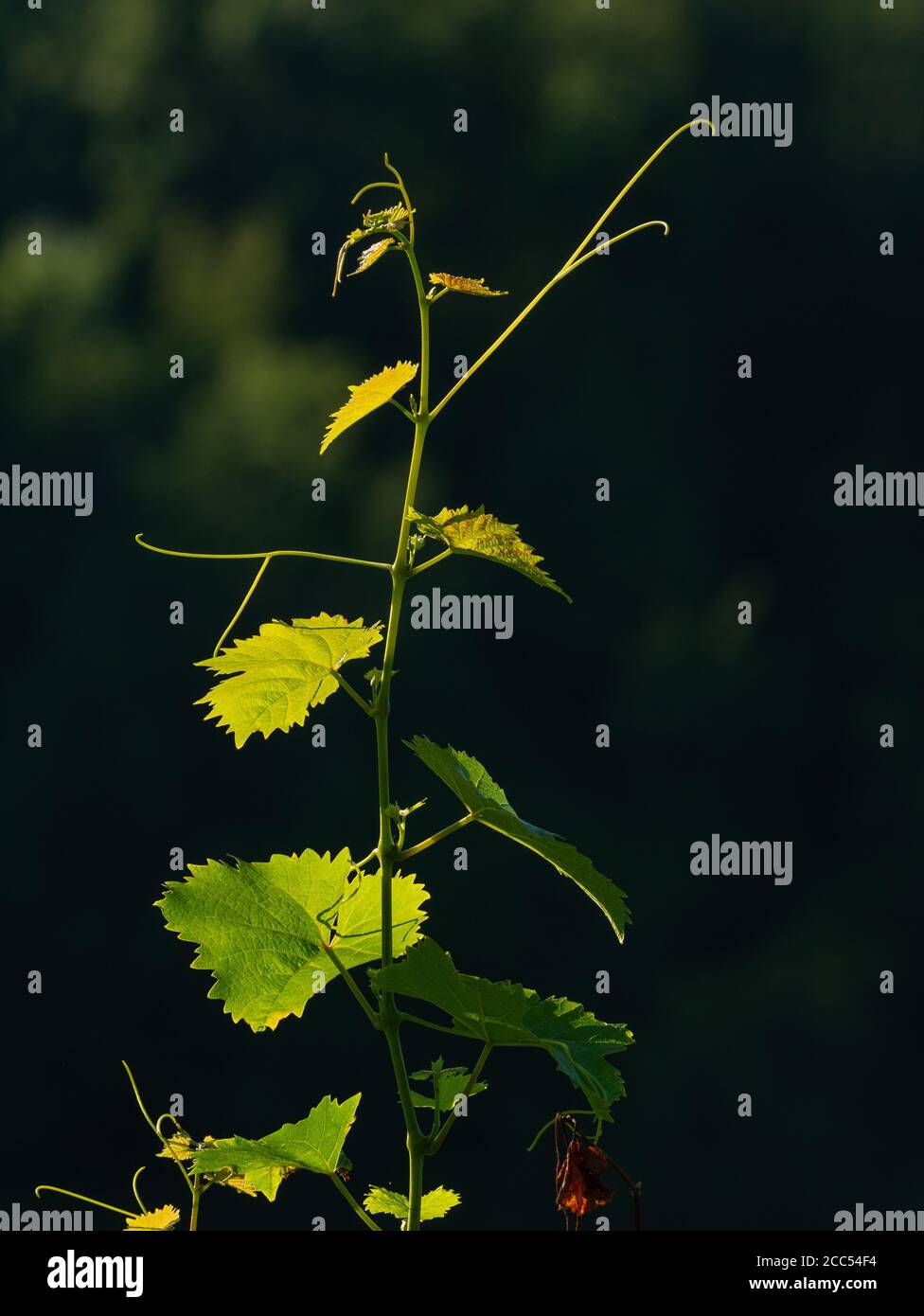 Junger Zweig der Rebe beleuchtet am Abend hellen, dunklen Hintergrund Stockfoto