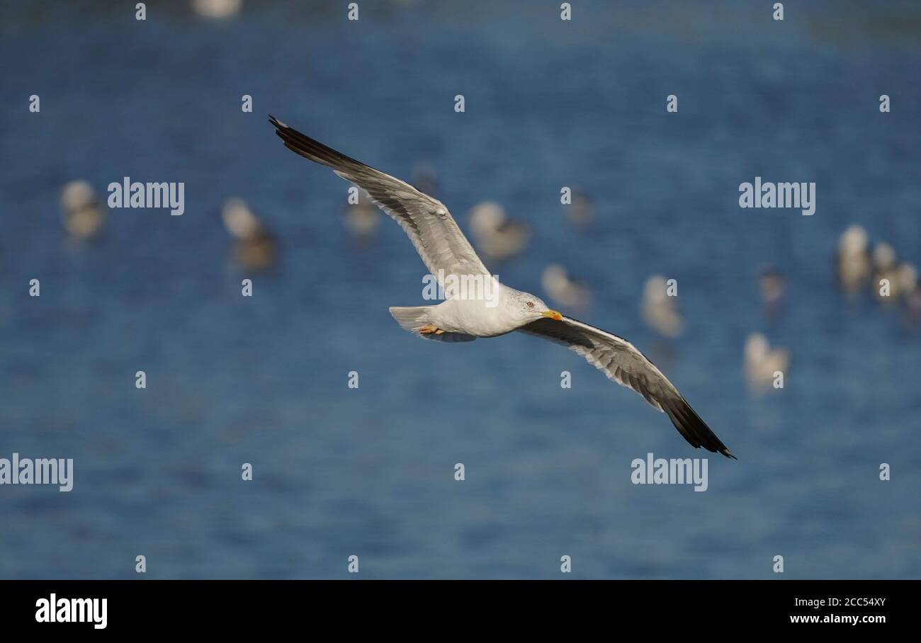 Kleine Schwarzrückenmöwe (Larus fuscus) im Flug, Andalusien, Spanien. Stockfoto