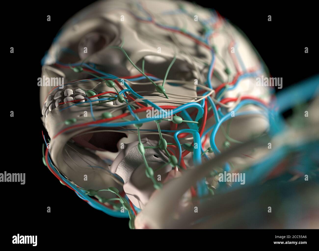 Anatomiedarstellung des menschlichen Gefäßsystems. Schultern, Hals, Kopf. Muskulär, Skelett. 3D-Illustration. Stockfoto