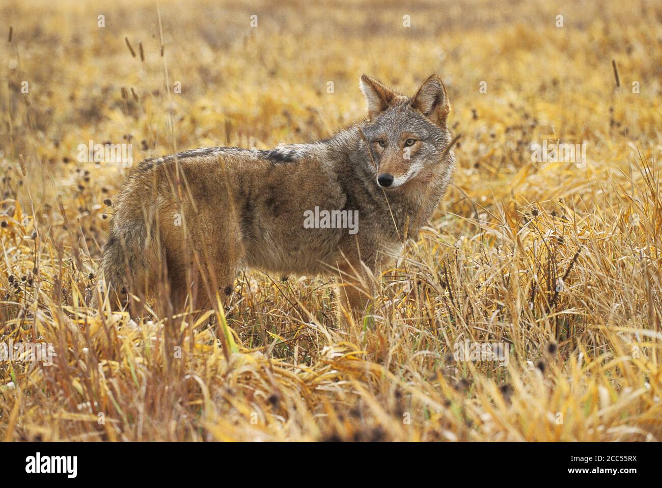 Coyote (Canis latrans) Minnesota, USA, kontrollierte Situation Stockfoto