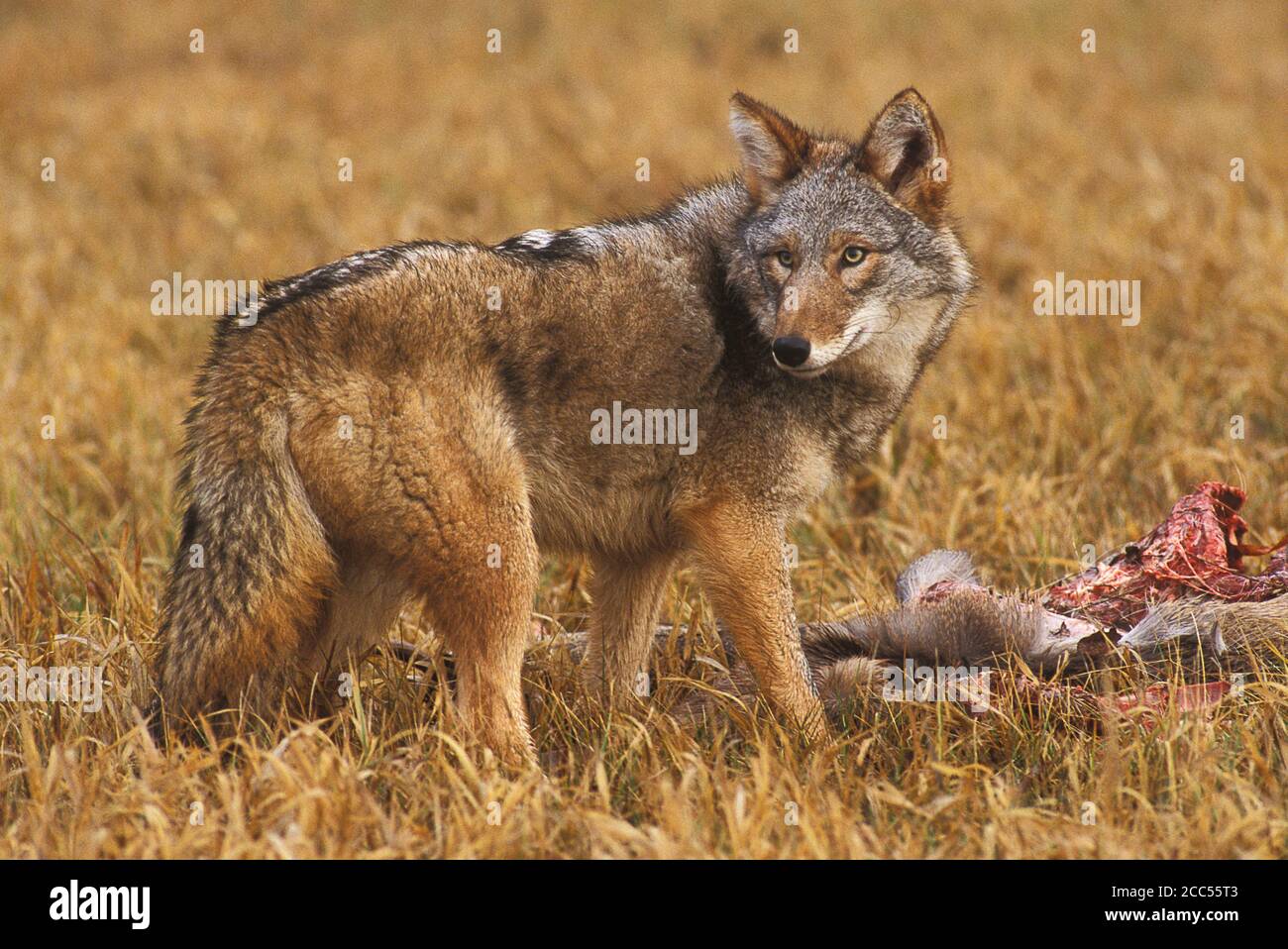 Coyote (Canis latrans) von Kill, Minnesota, USA, kontrollierte Situation Stockfoto