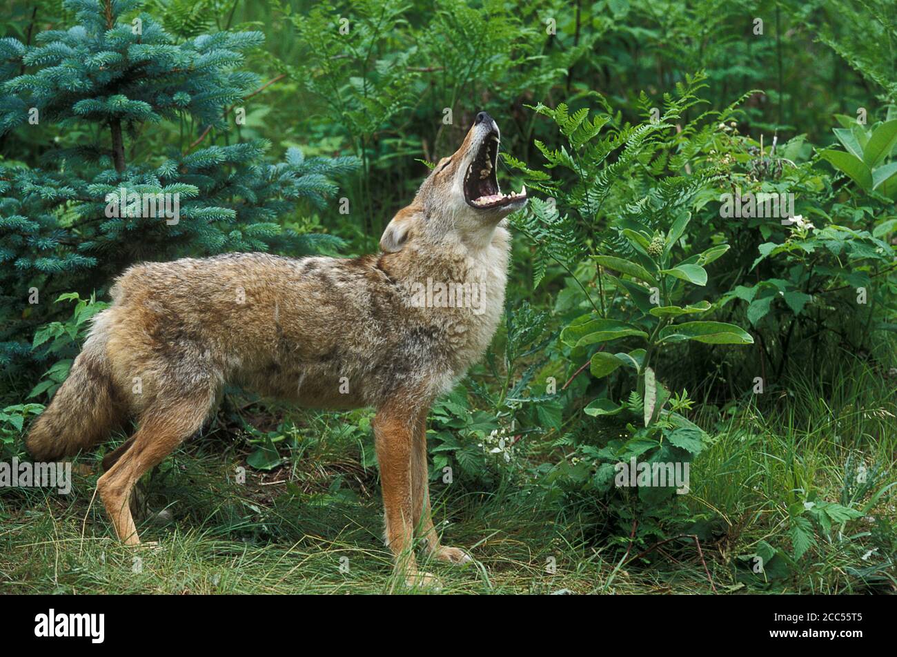 Coyote (Canis latrans) weiblich, heulend, Minnesota, USA, kontrollierte Situation Stockfoto