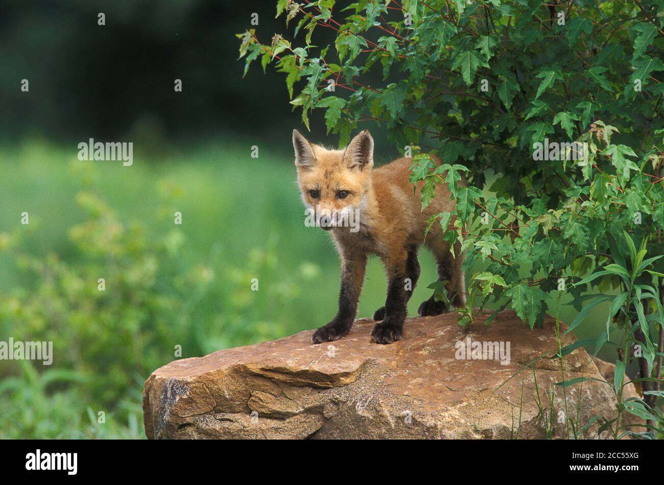 Rotfuchs (Vulpes fulva) rote Phase, 11 Wochen jung, Minnesoata, USA, kontrollierte Situation Stockfoto