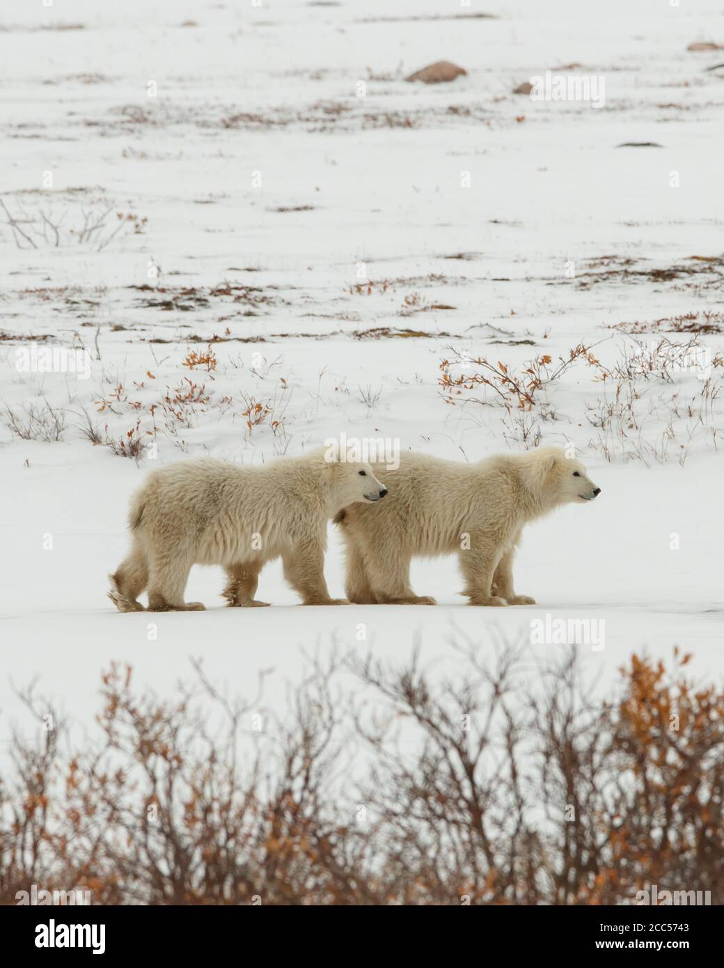 Ein wilder Eisbär (Ursus maritimus) wundert sich über die kanadische Tundra Stockfoto