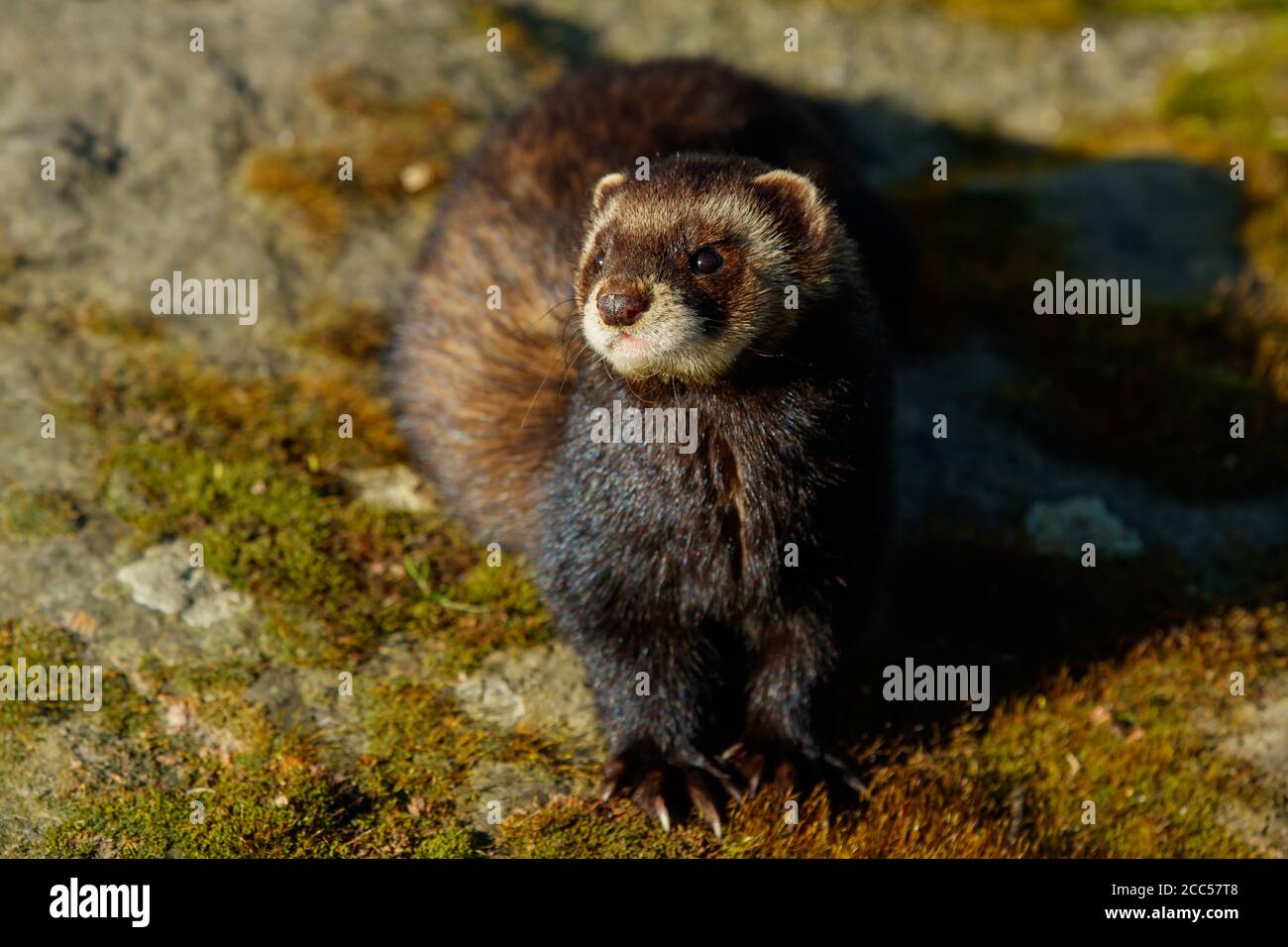 Europäischer Iltis (Mustela Putorius) Stockfoto