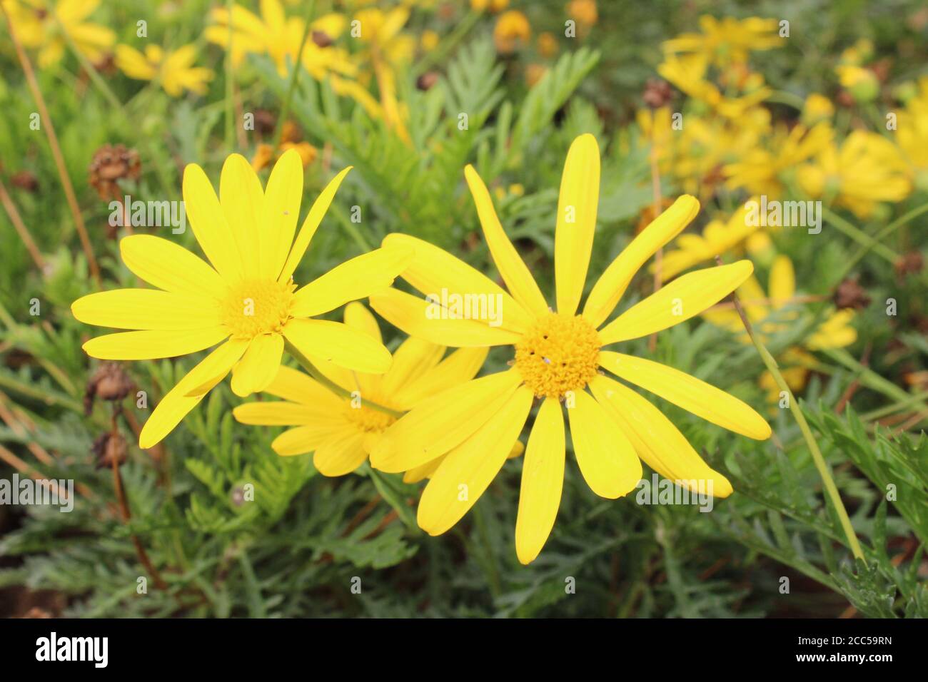 Stinkende willie Nahaufnahme von gelben Blüten von jacobaea vulgaris, dem gemeinsamen Ragwort jacobaea vulgaris, syn. Senecio jacobaea, ist ein sehr häufiges wild Stockfoto