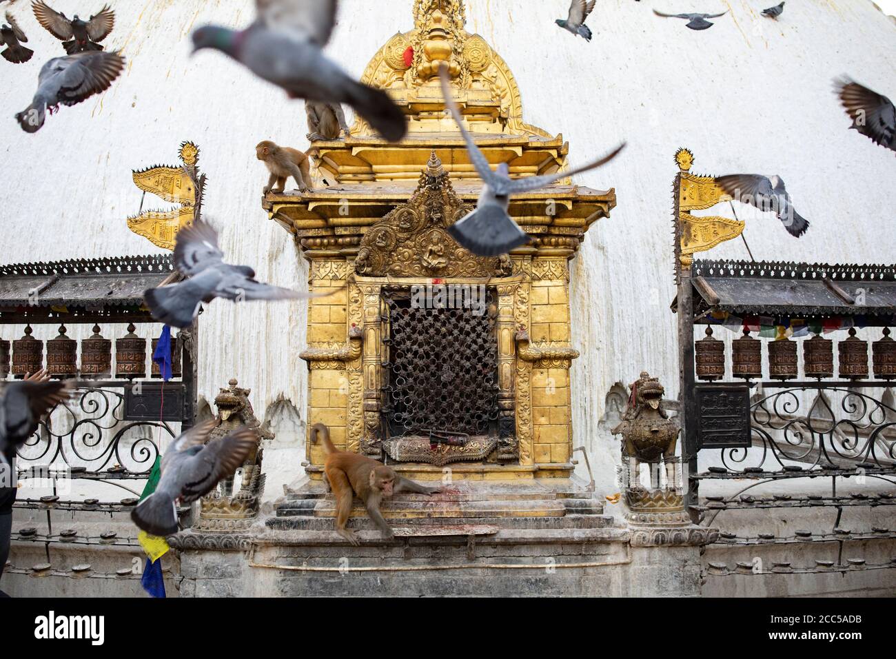 Affen und Tauben sind manchmal mehr als Pilger auf der Swayambhunath Stupa in Kathmandu, Nepal. Stockfoto