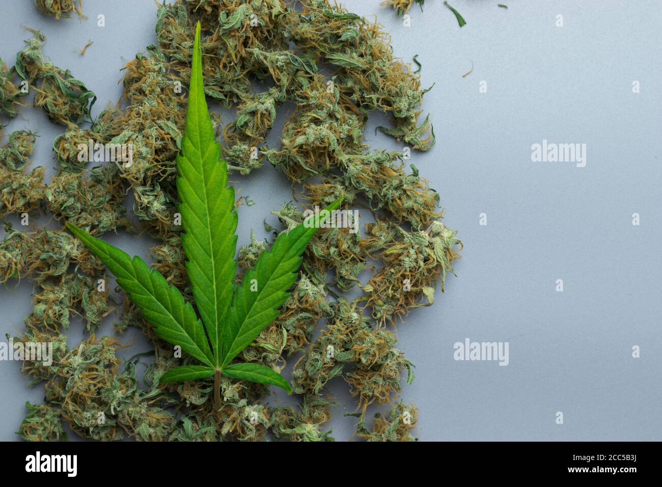 Cannabisblatt auf Marihuana-Hintergrund mit Kopierraum. Abbildung des Konzepts der Unkrautbranche Stockfoto