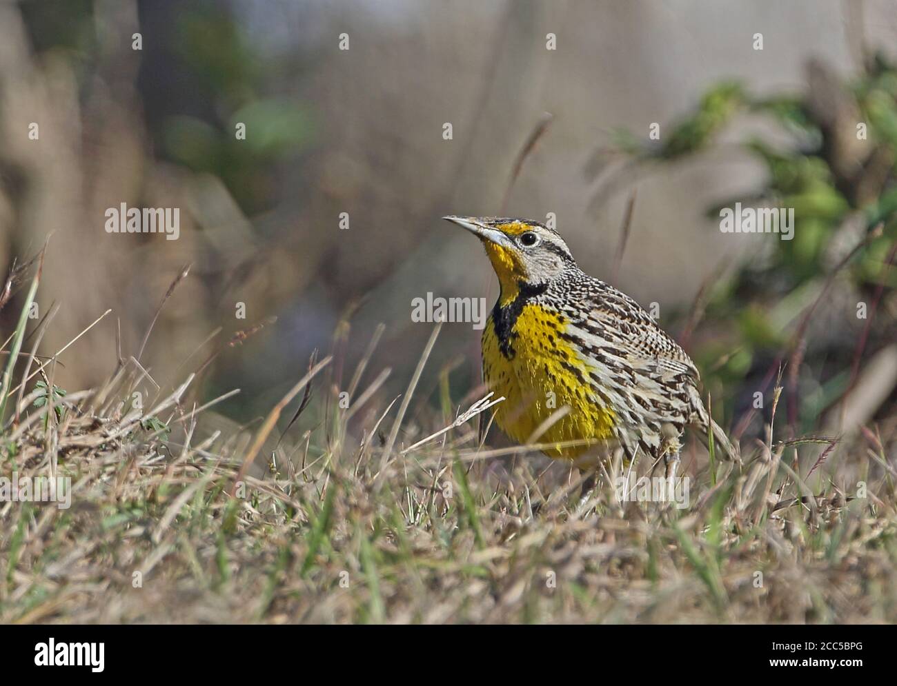 Östliche Wiesenlerche (Sturnella magna hippocrepis) im Grasland Kuba erwachsen März Stockfoto