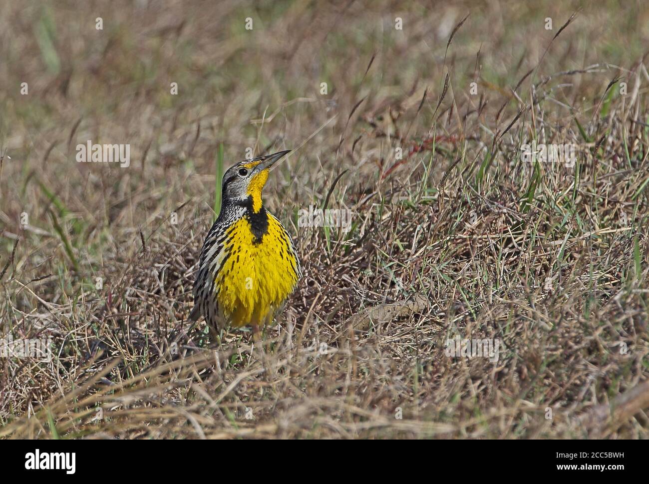 Östliche Wiesenlerche (Sturnella magna hippocrepis) im Grasland Kuba erwachsen März Stockfoto