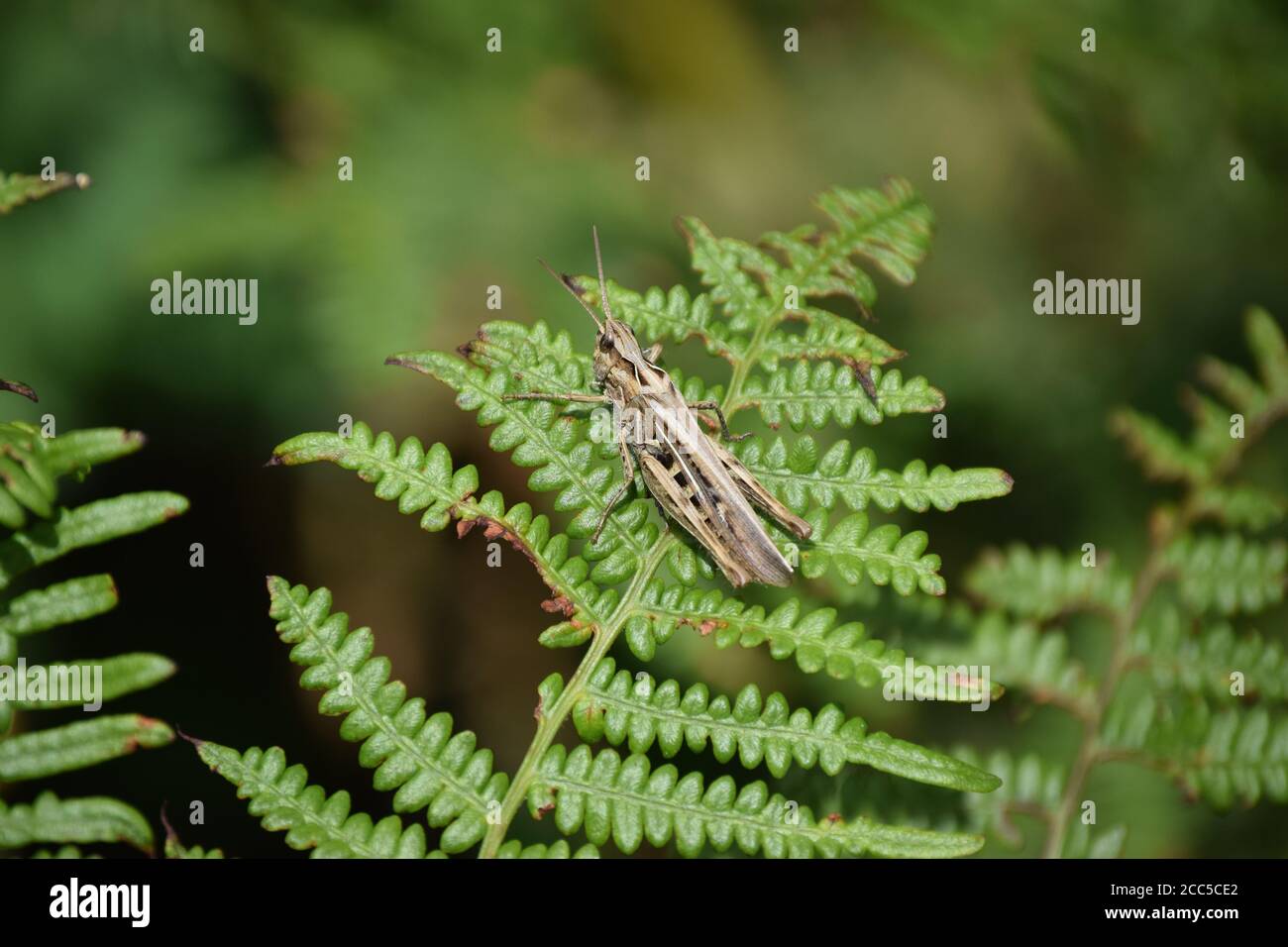 Grasshopper auf Farnblatt Stockfoto