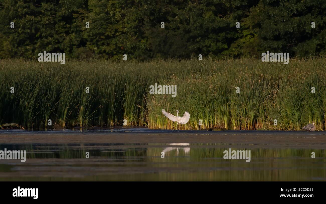 Silberreiher landen im Sommer in einem Teich in Ottawa, Kanada Stockfoto