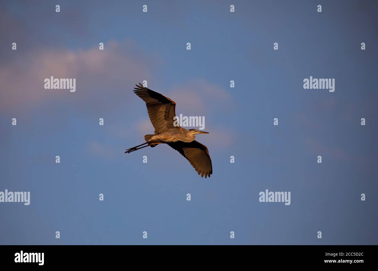 Großer Blaureiher im Flug bei Sonnenaufgang in Kanada Stockfoto
