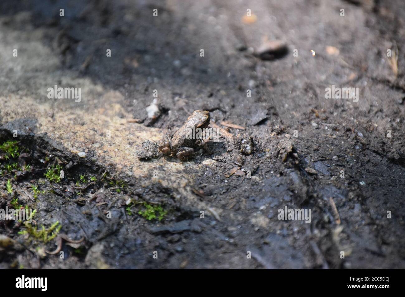 Froglet sitzend und Cashing Schatten Stockfoto