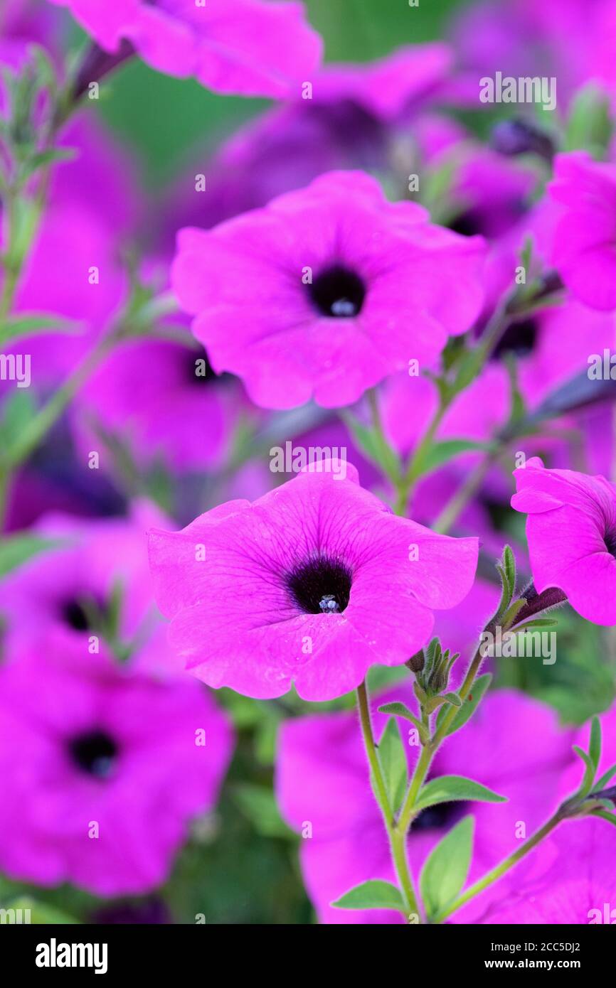 Leuchtend violette Blüten von Petunia Hybrid 'Purple Tower'. Petunia 'Purple Tower' Stockfoto