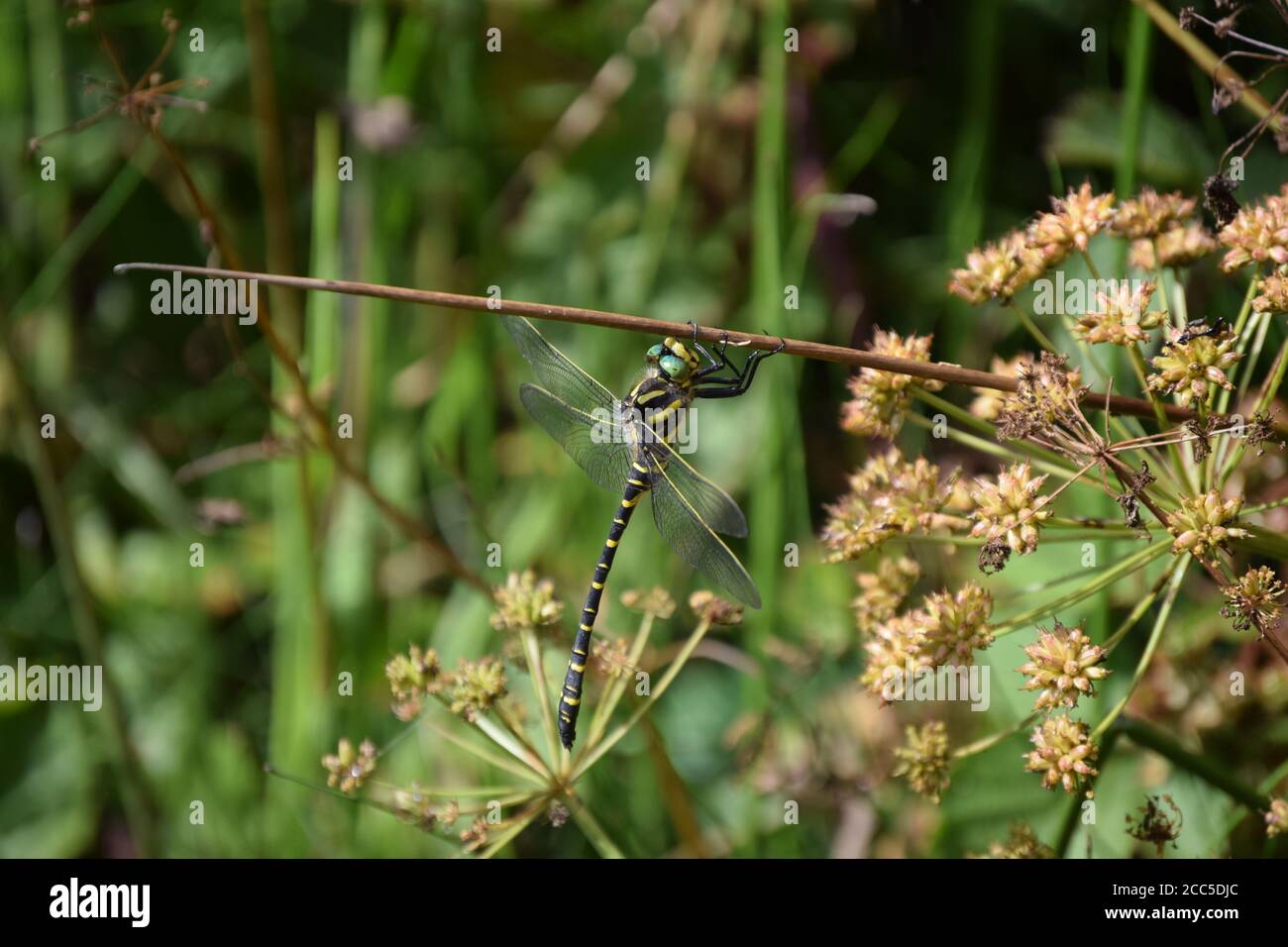 Goldringte Libelle, die am Stamm hängt Stockfoto