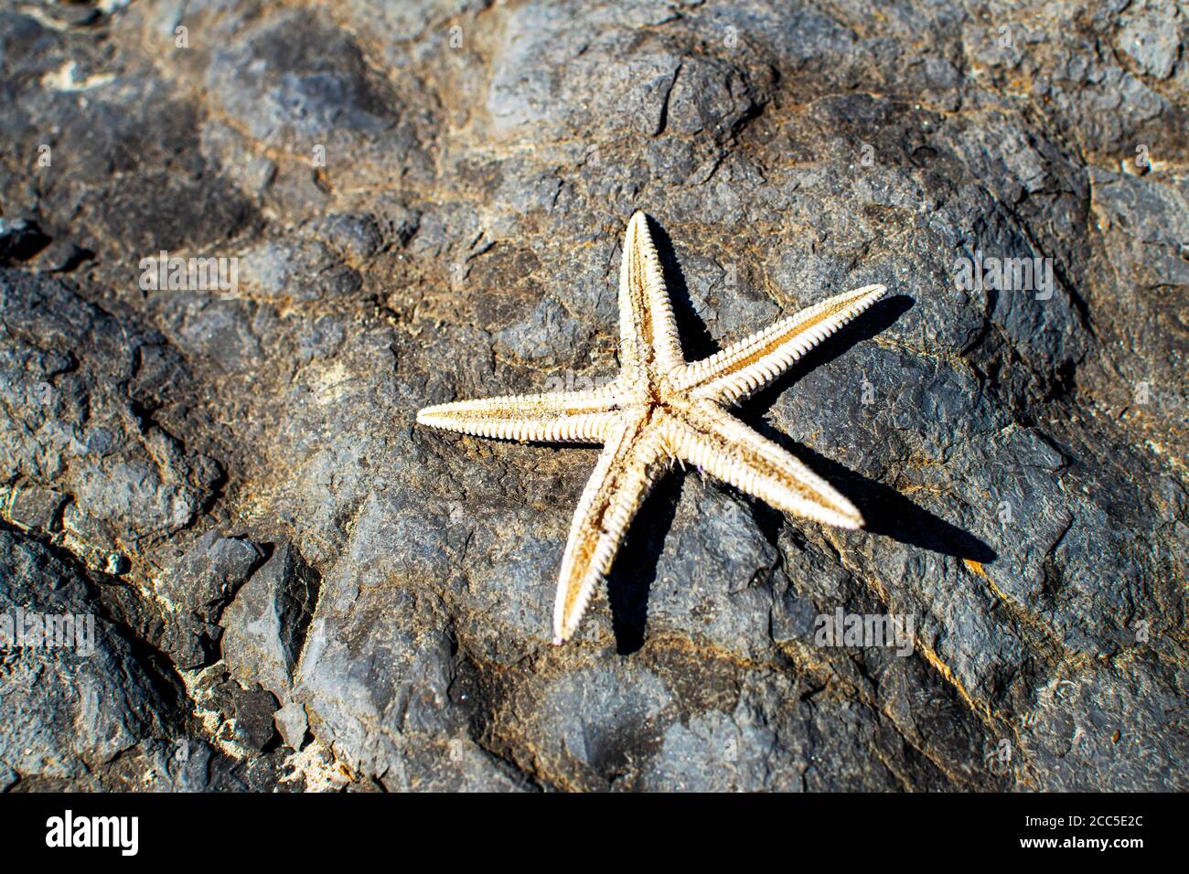 Nahaufnahme Seesterne vor einem Steinhintergrund. Niedliche weiße Seesterne. Stockfoto