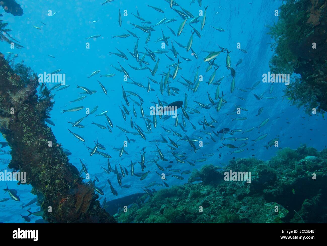 Fischleben auf Liberty Wrack, Tulamben, Bali Stockfoto