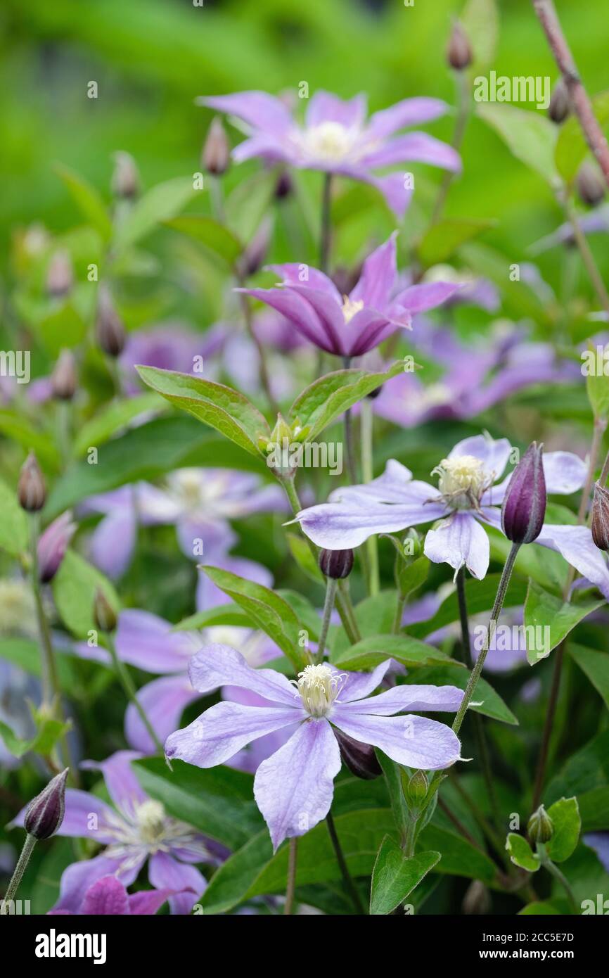 Mauve-violette Blüten mit cremig-gelben Anthern der nicht kletternden, nicht anhaftende Clematis 'Arabella' Stockfoto