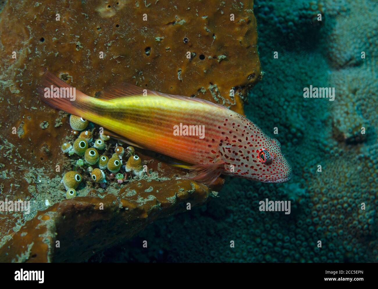 Blackside Hawkfish, Paracirrithes forsneri, Cirrhitidae, thront in Korallenriff, Tulamben, Bali Stockfoto