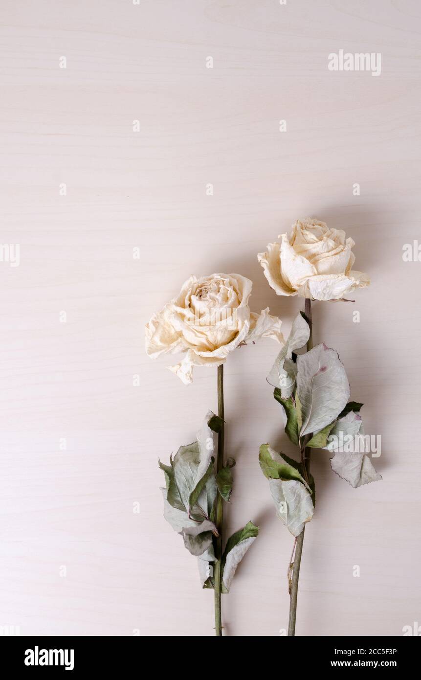 Rosa chinensis, ausgetrocknete weiße Rosen auf hellem Holzhintergrund, innen, flache Laienanordnung, Blick von direkt oben Stockfoto