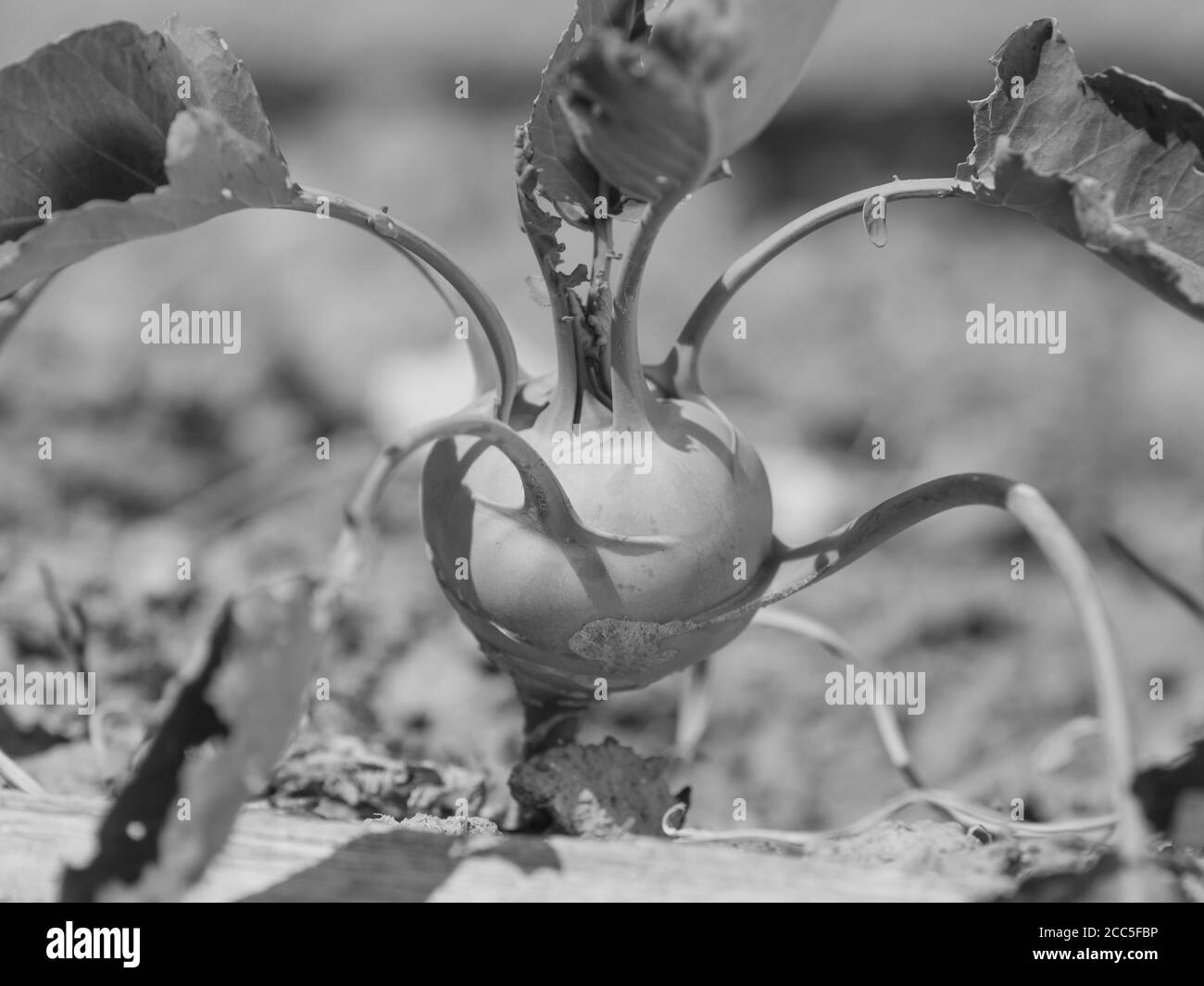 Kohlrabi Kohl wächst im Garten. Kohlrabi oder Rübenkohl im Gemüsebett. Schwarzweiß-Foto Stockfoto