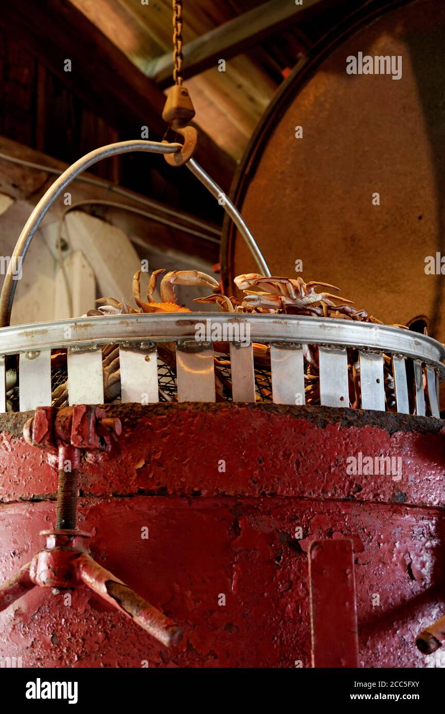 Ein Display zeigt alte kommerzielle Geräte, die zum Dampfgaren von Krebsen in industriellen Fischkannern verwendet werden. Stockfoto