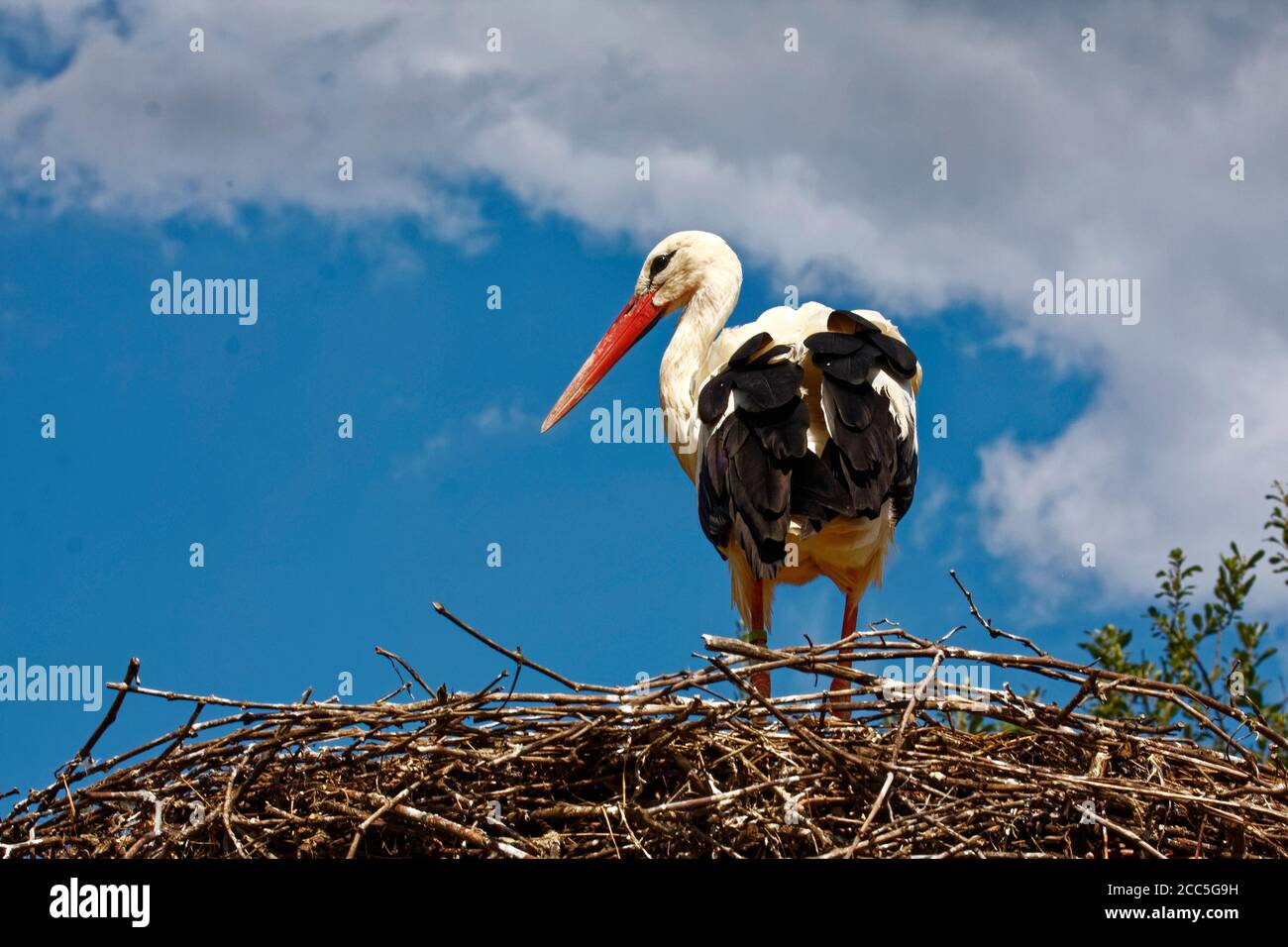 Weißer Storch; im großen Nest stehend, Rückansicht und Seitenansicht, Ciconia ciconia; weiß; schwarz; roter Schnabel; Tierwelt; Vogel, Tier; Störche und Otter Wiedereinbau Stockfoto