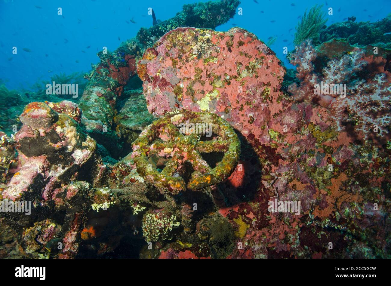 Detail der Korallenbesiedlung auf Liberty Wrack, Tulamben, Bali Stockfoto