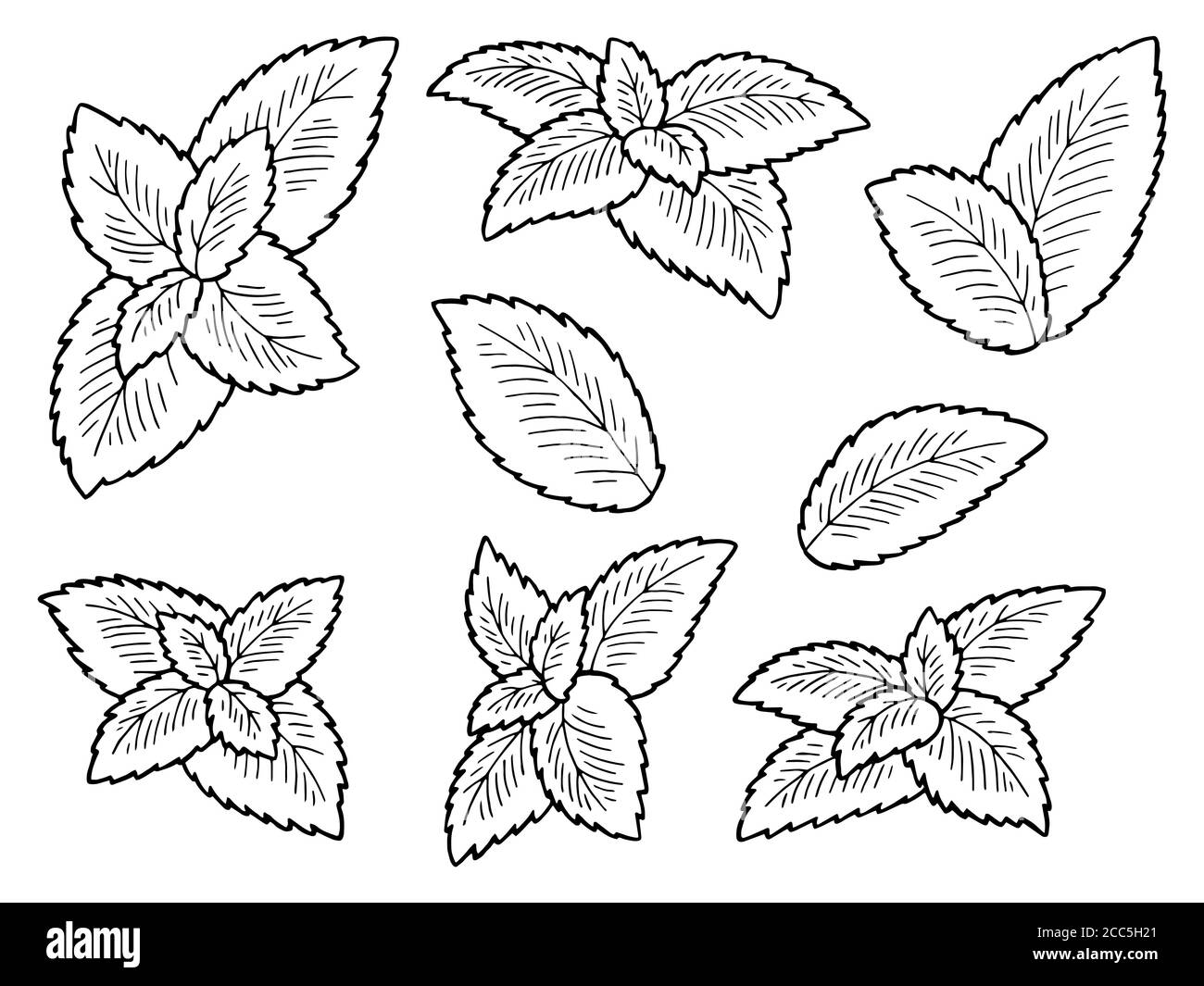 Mint Pflanze Grafik schwarz weiß isoliert Skizze Illustration Vektor Stock Vektor