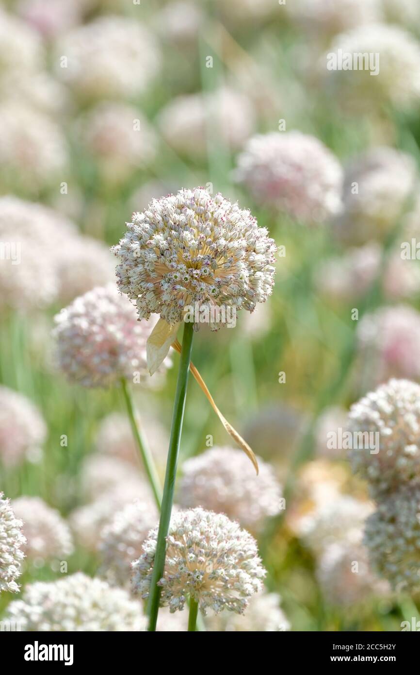 Blütenköpfe Allium 'Ping Pong'. Zierzwiebel 'Ping Pong'. Winzige weiße Blüten Stockfoto