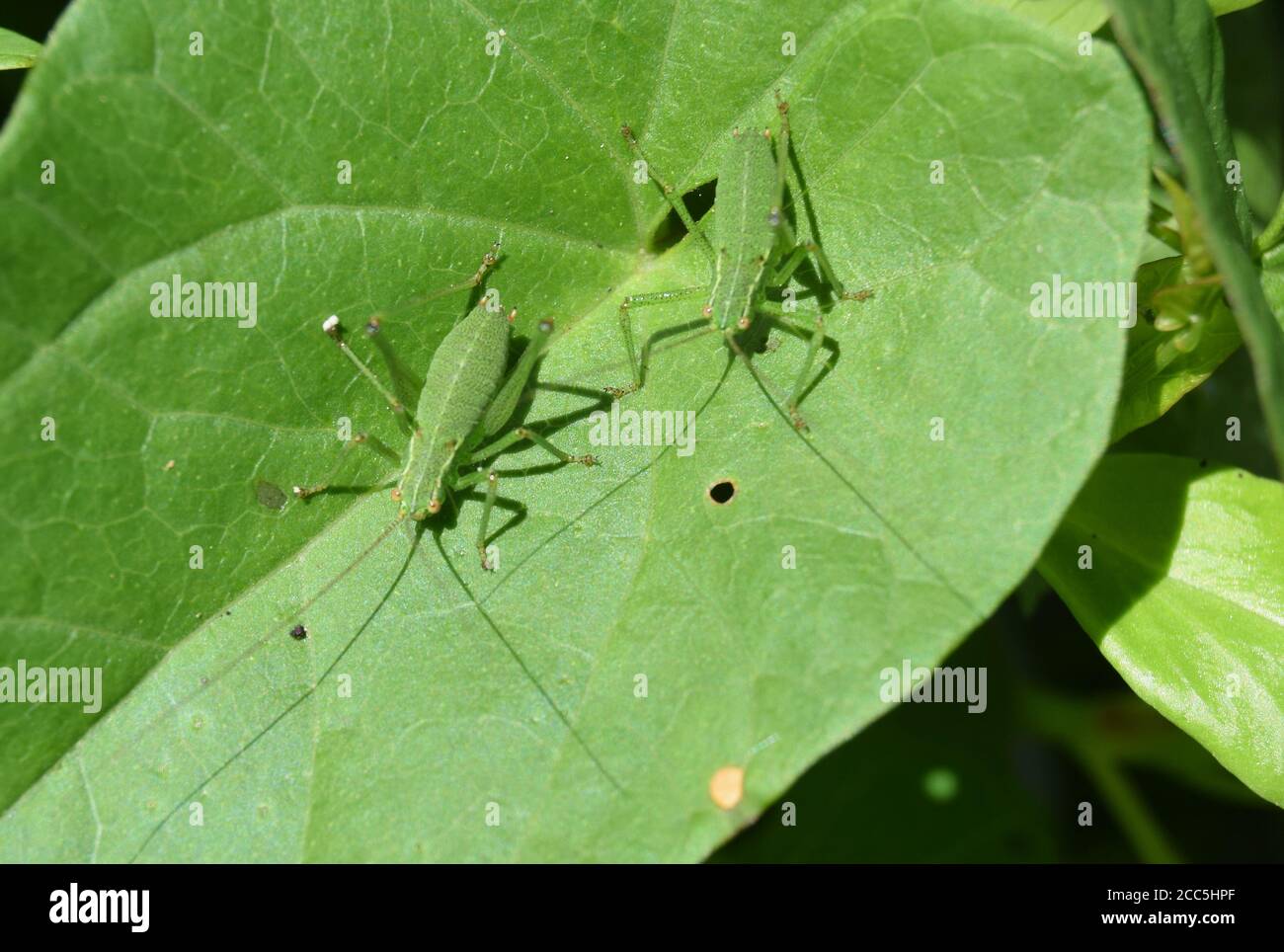 Zwei gesprenkelte Bush Crickets auf Blatt Stockfoto