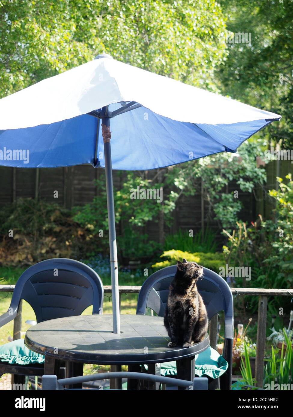 Tortoiseshell Katze saß auf Gartentisch unter Regenschirm schnüffeln die Luft Stockfoto