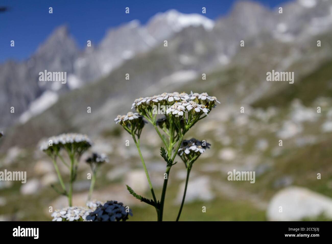 Weiße Blumen auf Berg Hintergrund Stockfoto