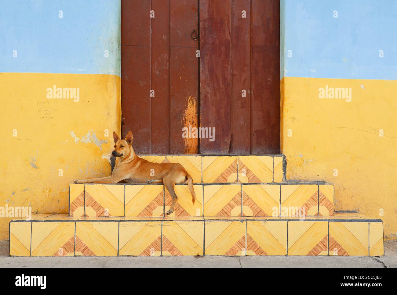 Hund auf den Stufen einer Fassade im Kolonialstil und Holztür, Granada, Nicaragua. Stockfoto