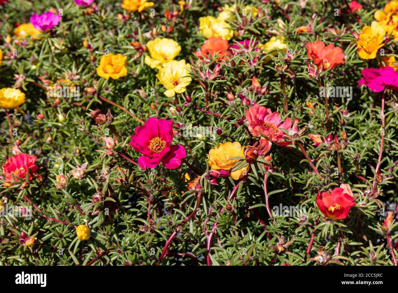 Mehrfarbige Blüten der Portulaca grandiflora, Pflanze auch als Rosenmoos bekannt, elf Uhr, mexikanische Rose, Moosrose, Sonnenrose oder Moosrose purslane Stockfoto