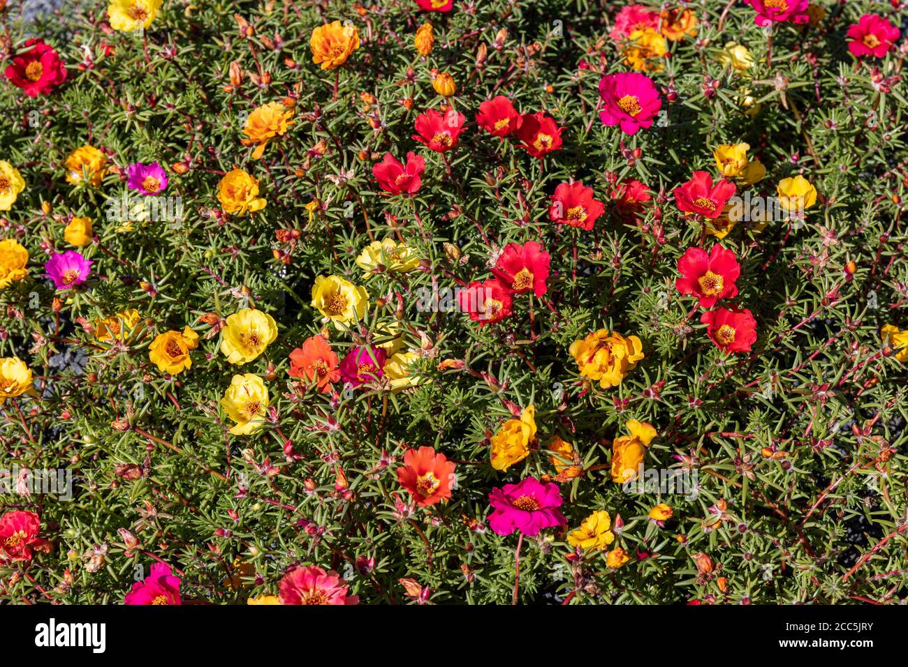 Mehrfarbige Blüten der Portulaca grandiflora, allgemein bekannt als Rosenmoos, elf Uhr, mexikanische Rose, Moosrose, Sonnenrose oder Felsenrose Stockfoto