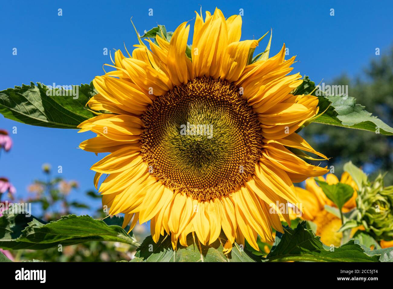 Nahaufnahme der Sonnenblume (Helianthus annuus) gegen klaren blauen Himmel Stockfoto