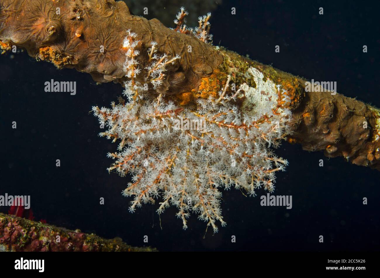 Weiche Koralle, wächst auf Liberty Wrack, Tulamben, Bali Stockfoto