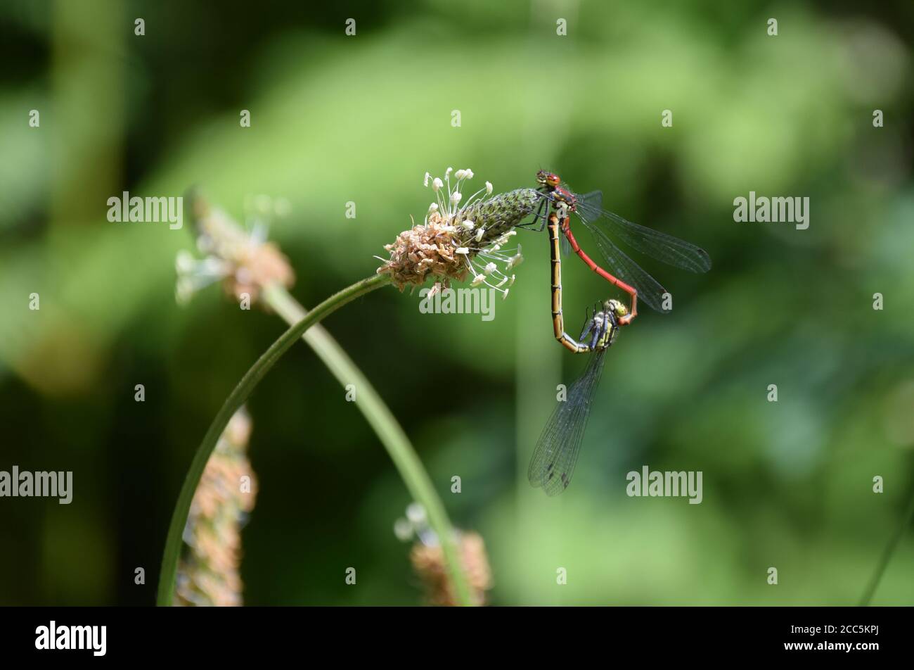 Große rote Damselfliegen Paarungslandschaft Stockfoto