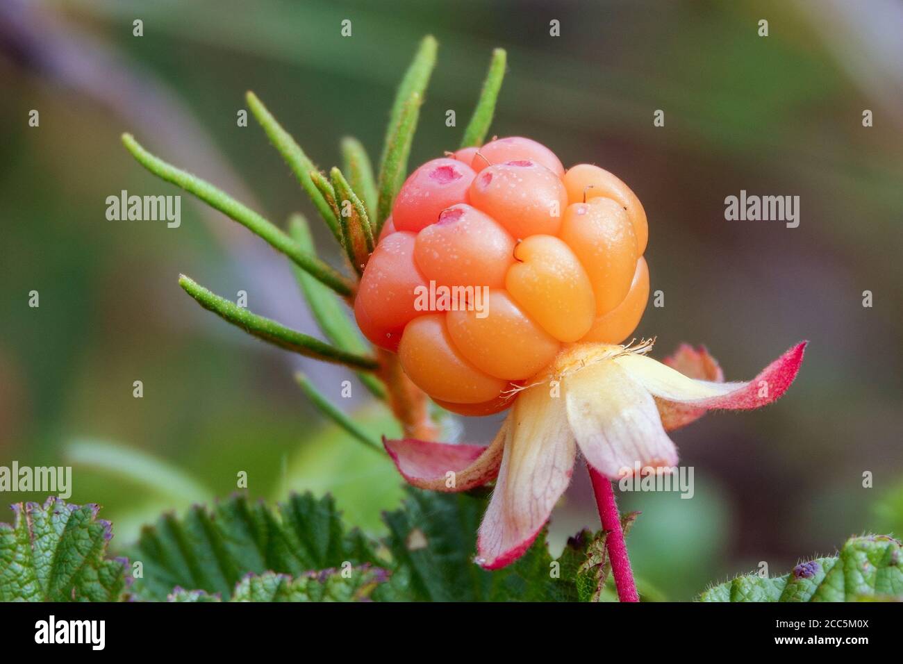 Reife moltebeere Stockfotos und bilder Kaufen Alamy