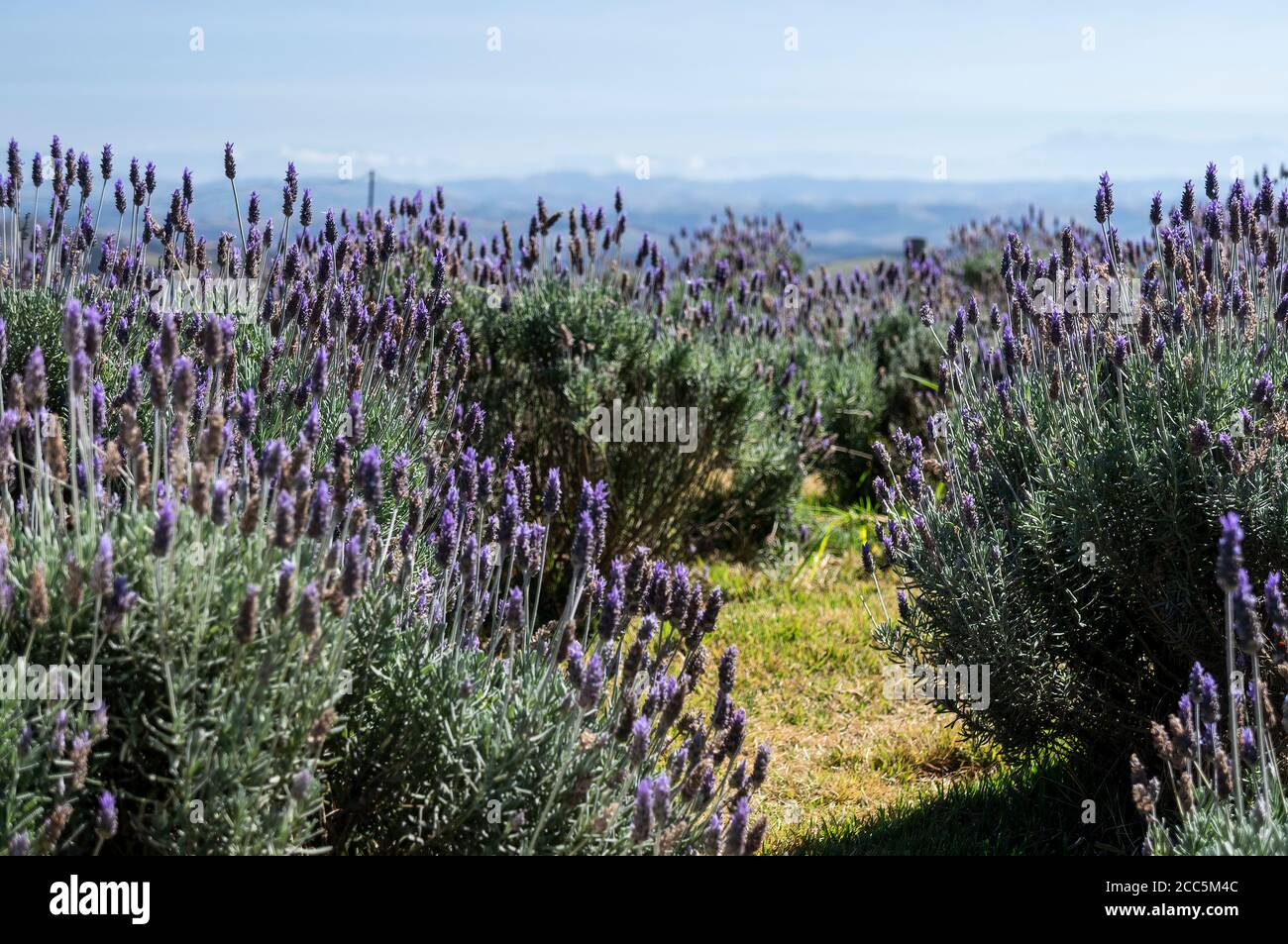 Die schöne Lavendelblüte Plantage (Lavandula dentata) am frühen Morgen mit einem schmalen Pfad von grünem Gras läuft in der Mitte der Büsche. Stockfoto