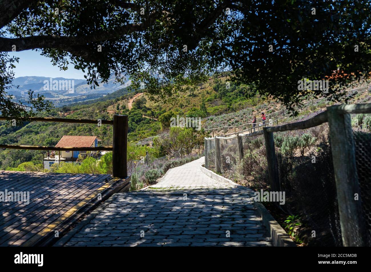 Kopfsteinpflaster Pfad, der unter dem Baumschatten der Aussichtsplattform verläuft und um die Lavendelfelder Plantage führt zu anderen Orten. Stockfoto