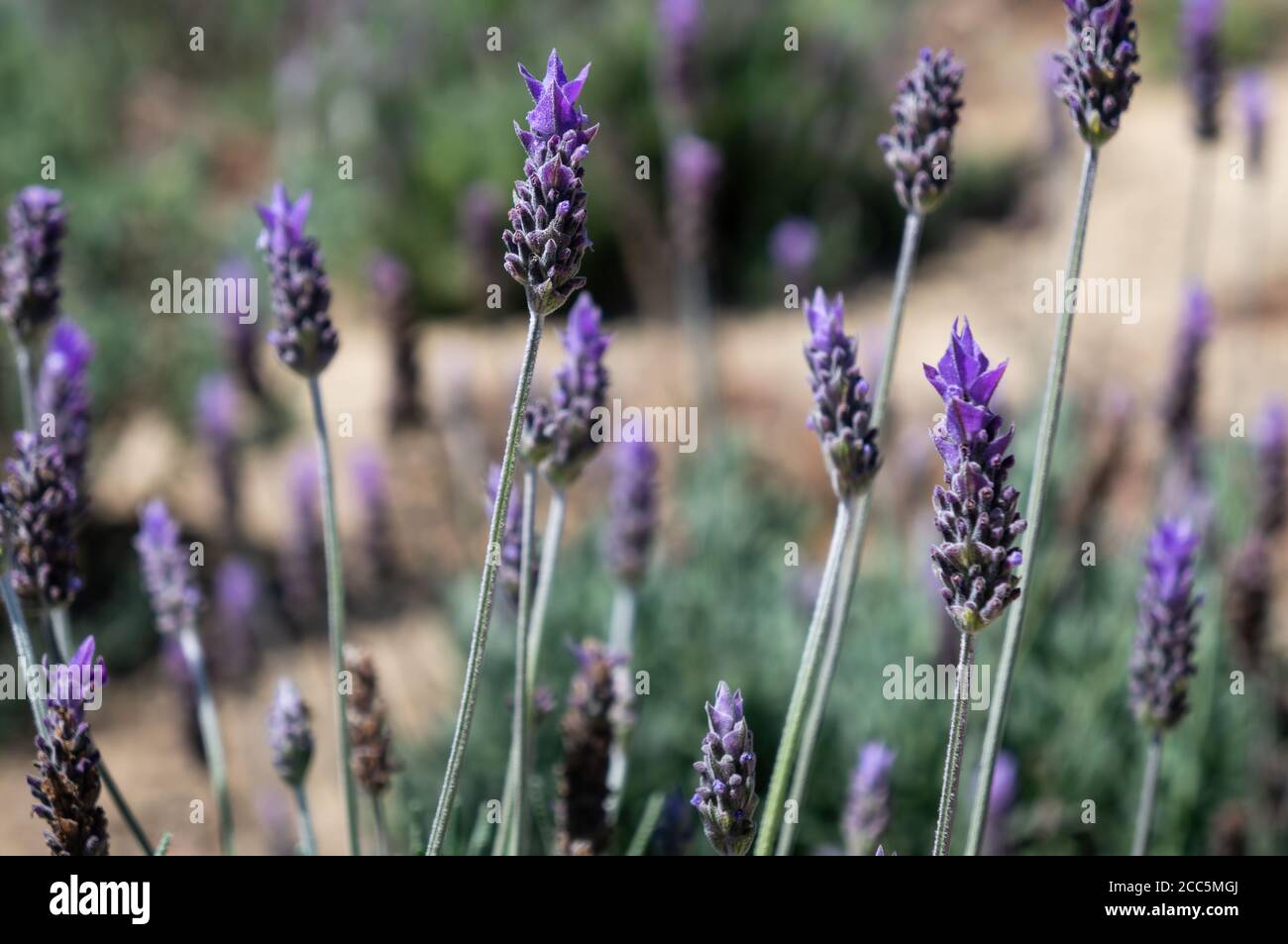 Lavendelblüten (Lavandula dentata - Arten der blühenden Pflanze, Familie Lamiaceae) in den landwirtschaftlichen Feldern von Cunha, Sao Paulo, Brasilien angebaut. Stockfoto