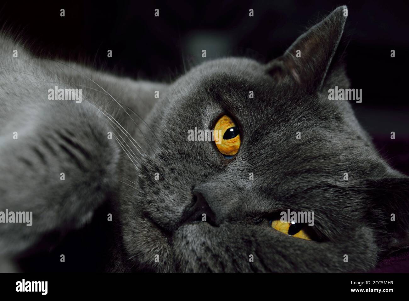 12 Jahre alter britischer blauer Kater, der ein Nickerchen macht Auf seinem Bett nach einem arbeitsreichen Wochenende im Urlaub Stockfoto