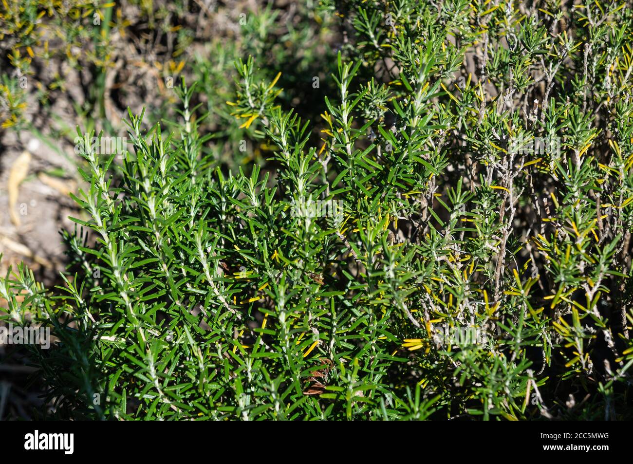 Nahaufnahme eines Salvia rosmarinus (Rosmarinus officinalis - ein holziges, ausdauerndes Kraut mit duftenden, immergrünen, nadelartigen Blättern, mediterraner Ureinwohner) Stockfoto