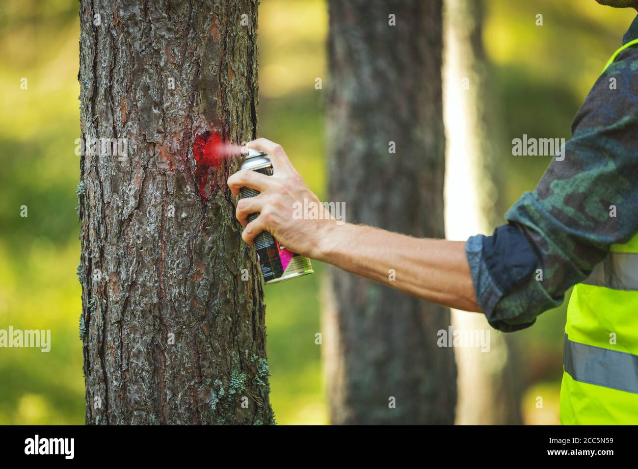 Holzfällindustrie - Forstingenieur markiert Baumstamm mit rot Spray zum Schneiden in Entwaldung Prozess Stockfoto