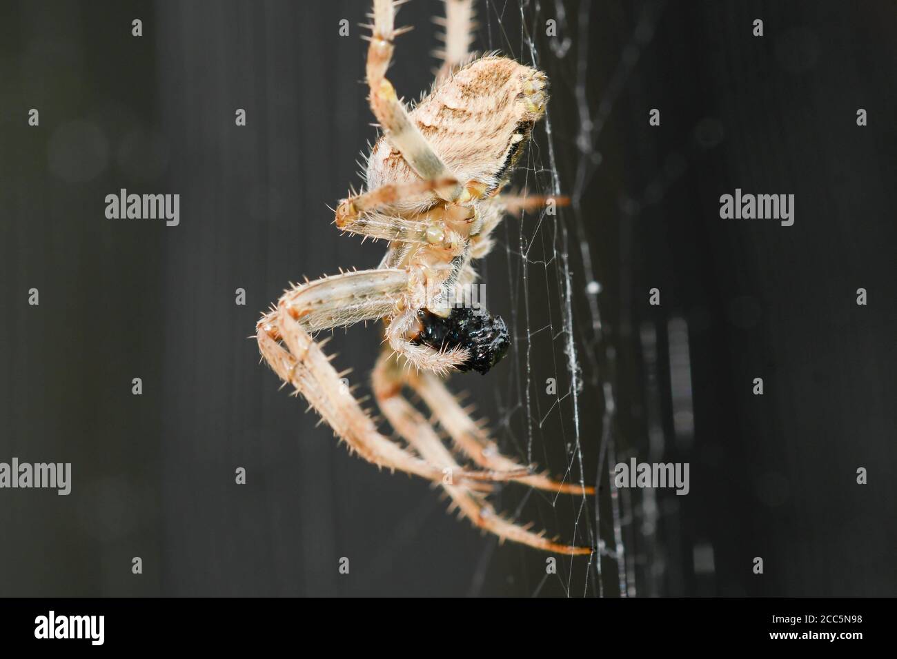 Nahaufnahme einer Kreuzspinne in ihrem Spinnennetz, die sich von einer Beute ernährt. Stockfoto